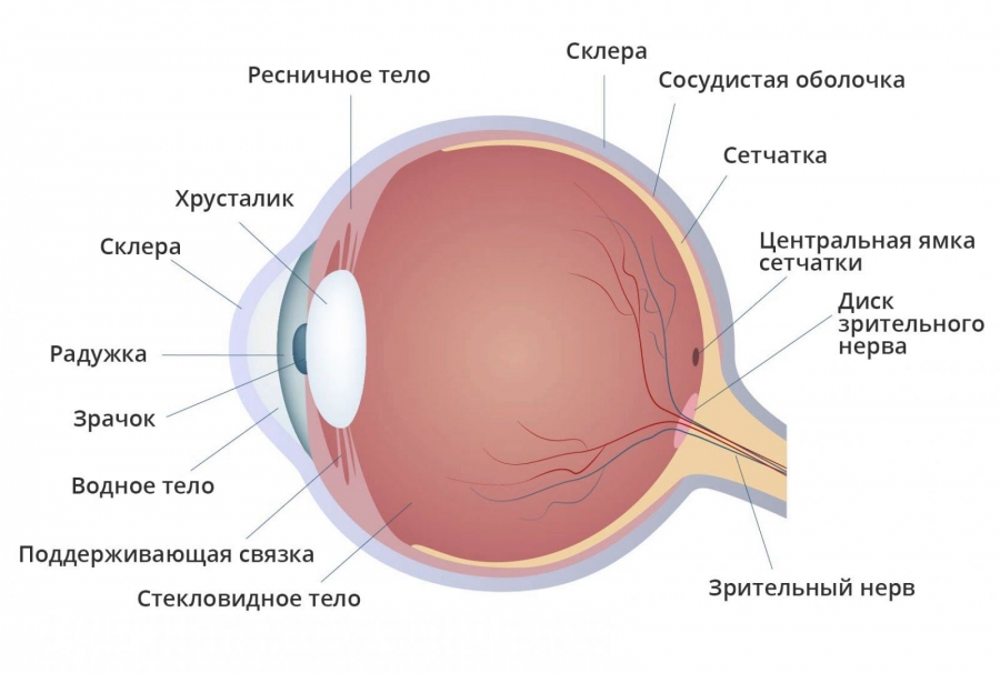 Ученые обнаружили, что прионная инфекция может распространяться через глаза