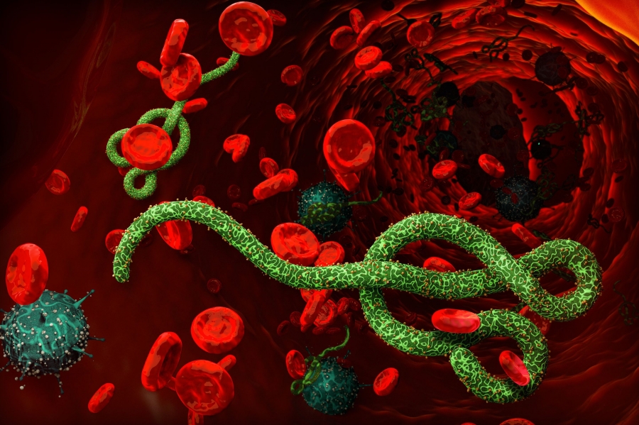 Найден человеческий белок, подавляющий репликацию вируса Эбола