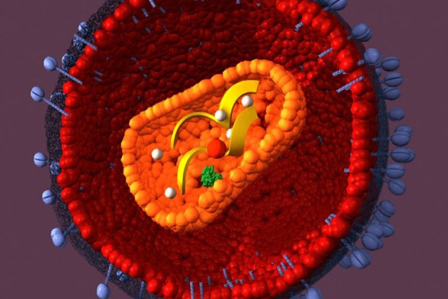 Гены ВИЧ-1 удалось «вырезать» из заражённых клеток