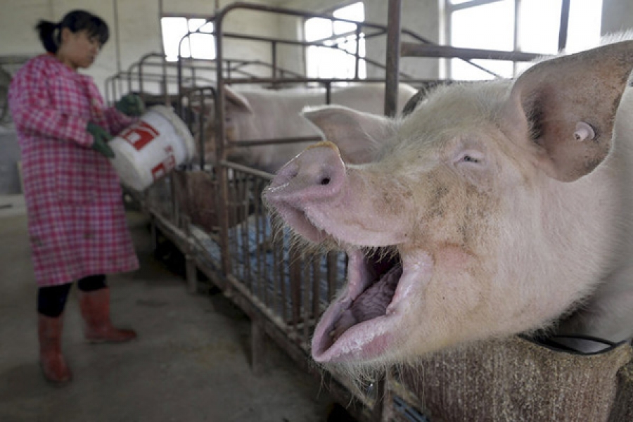Устойчивые ко всем антибиотикам бактерии распространились по миру из китайских свиноферм